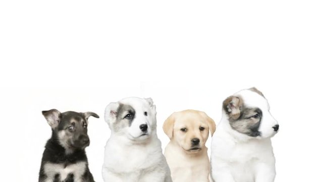 four dogs on a white background