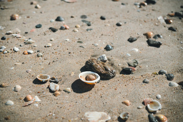 Fototapeta na wymiar Top view of sea shells on sandy beach. Sunny background outdoors 