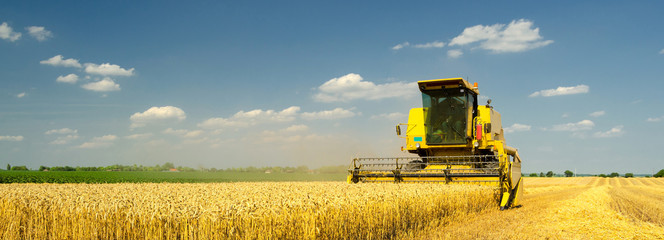 Harvester combine harvesting wheat in summer