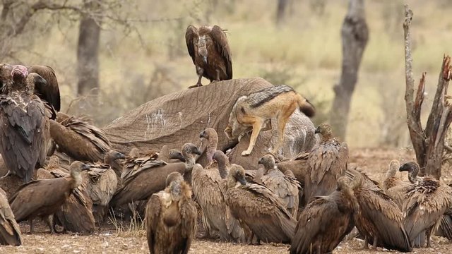 White-backed vultures and a black-backed jackal scavenging on a dead elephant, Kruger National Park, South Africa
