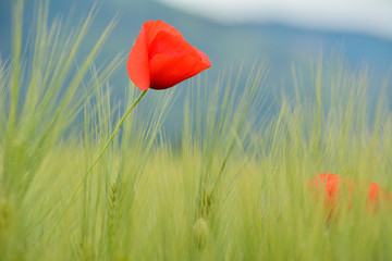 Poppies in green wheat field