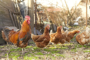 Fototapeta premium Rooster and chickens on a farm