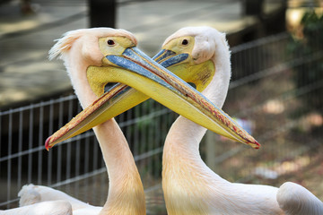 Two pink pelican with colored, long beaks hugging in captivity