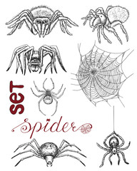Hand drawn set with spiders and cobweb