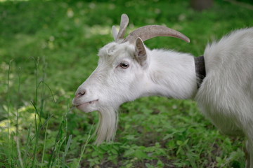 white goat grazing in a green oasis. close-up portrait