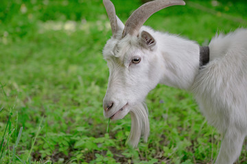 Naklejka na ściany i meble white goat grazing in a green oasis. close-up portrait