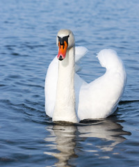 Weißer Schwan