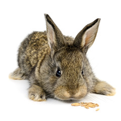 little rabbit isolated on white