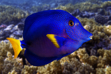 Obraz premium Yellowtail tang - (Zebrasoma xanthurum)- sea fish close up