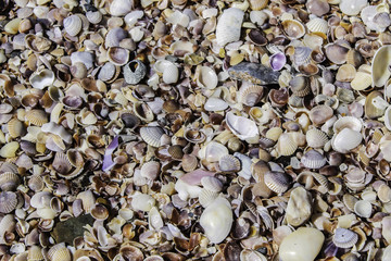 Colorful array of seashells carpeting the beach in Ao Nang, Thailand.