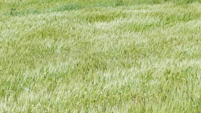 風になびく麦の穂