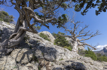 rocky mountain landscape. Thickets of juniper and pine trees