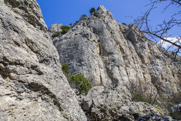 rocky mountain landscape. Thickets of juniper and pine trees