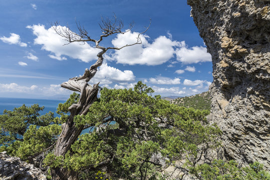 Rocky Mountain Landscape. Thickets Of Juniper And Pine Trees