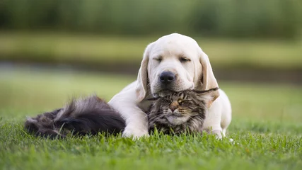Foto op Aluminium Hond vriendschap tussen kat en hond
