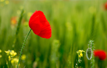wild poppy flower