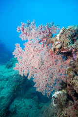 Naklejka na ściany i meble グリーン島の珊瑚