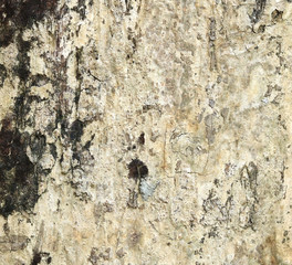 Tree bark texture