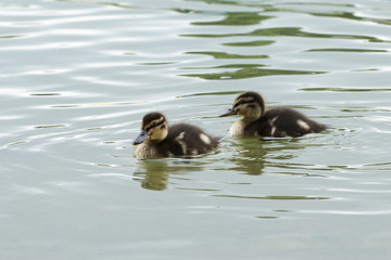 ducks