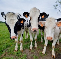 Troupeau de vaches laitières près de fils barbelés dans un pré
