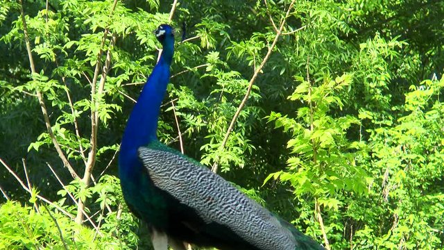 Peacock screaming on the background of trees with green leaves