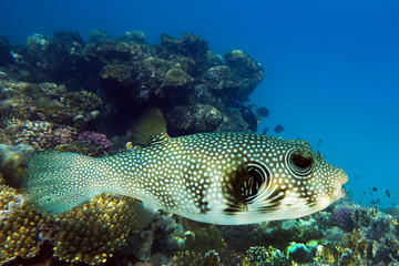 Giant Puffer ( Arothron stellatus) - sea fish on the coral reef