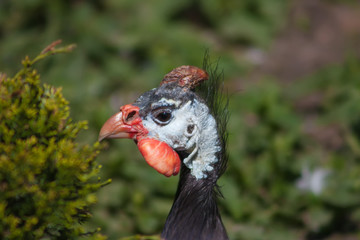 Common guinea fowl (Numida meleagris).