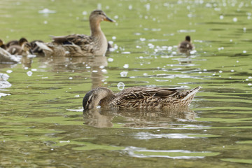 ducks
