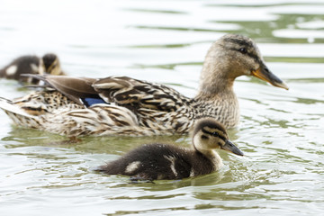 ducks