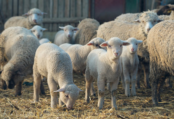 Obraz premium sheep within a mob turn to check out the photographer