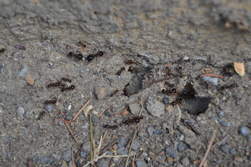 Ant nest