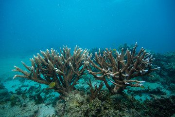 Fototapeta na wymiar グリーン島の珊瑚