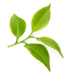Fototapeta premium Green tea leaves