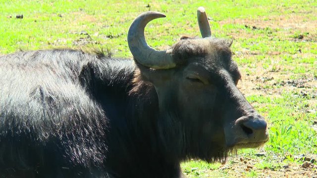 Asian water buffalo lying on the ground. Close-up