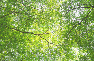 Fototapeta premium green forest background in a sunny day
