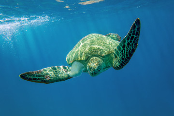 Loggerhead sea turtle Caretta caretta - Red Sea