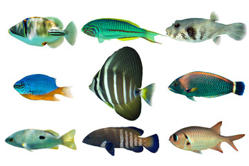 Set of sea nr.4- reef fish on white background