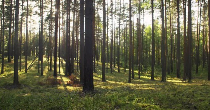 summer pine forest in sunny day dolly shot, shot in 4k prores 60fps