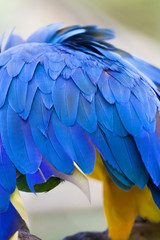 Blue macaw feathers