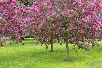 Beautiful blooming trees in spring.