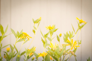 flower blurred background