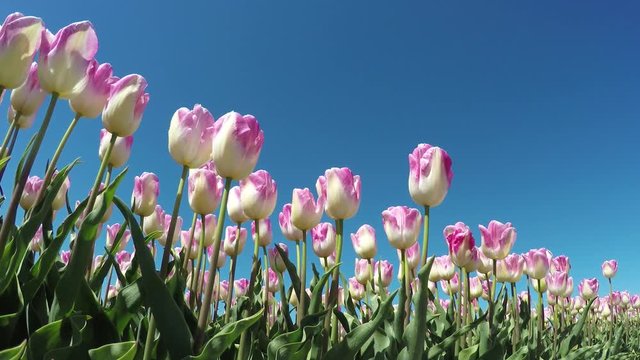 Tulips low angle left side blue-sky background beautfiul pink white flowers slowly moved by wind spingtime tulips are Dutch tourist attraction in Holland Netherlands great website background 4k