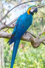 colourful macaw parrot
