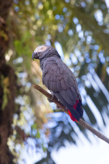 African parrot © Glebstock