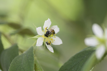 Bee sucking nectar from flowers .