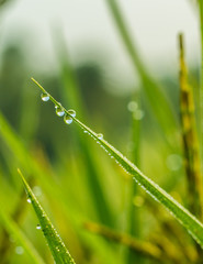 Dew drops on the green leaves
