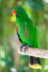 small senegal green parrot
