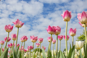 Beautiful pink tulips on the sky backgroundtulips