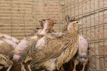 A few quails in a cage on a chicken farm