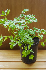 Coriander herb in plant pot (Coriandrum, sativum)